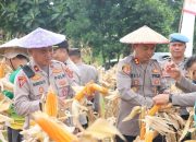 Panen Raya Jagung Bisi 2, Kapolres Konawe Dorong Penguatan Ketahanan Pangan di Desa Walai